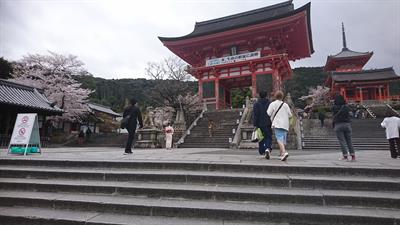Reisebrev fra Japan: Oji Zoo, Kyoto, cherry blossom-sesong, og konklusjon fra mitt japanske studieopphold