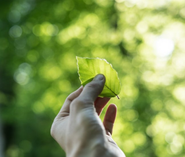 Hånd med blad