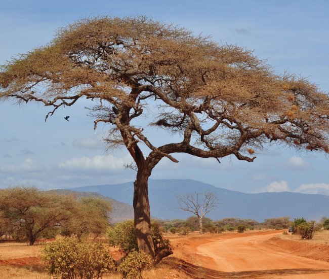 negahuk-tree-3227869_1920