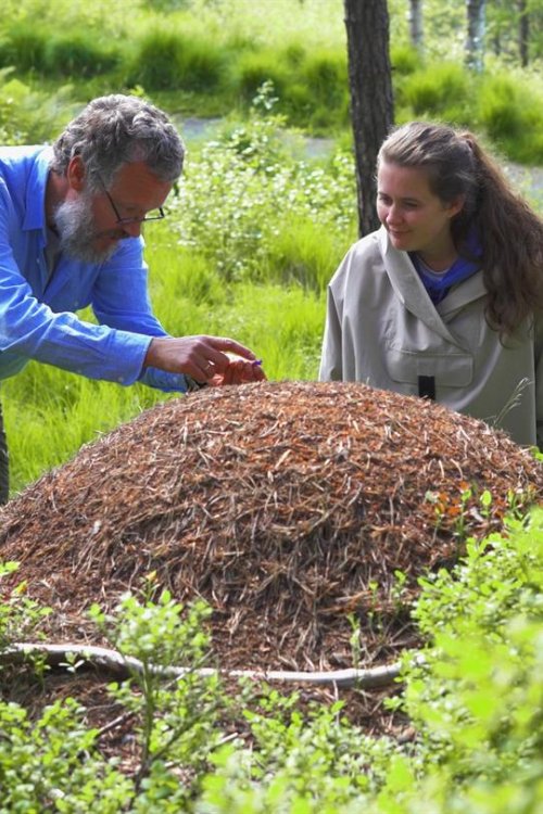 naturfag maurtue studie_1.12.2