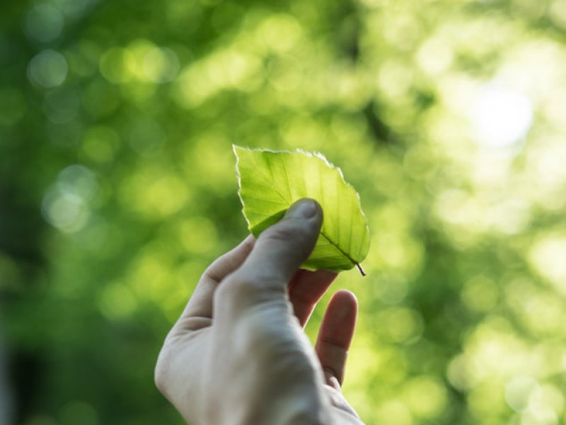 Hånd med blad