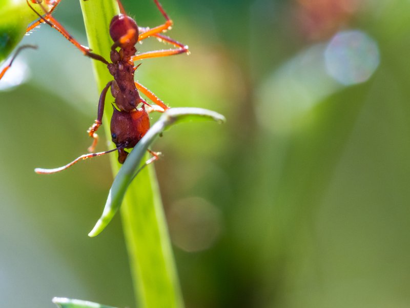 macro-image-of-a-red-leaf-cutter-ant-in-costa-rica-2026-01-11-10-25-36-utc